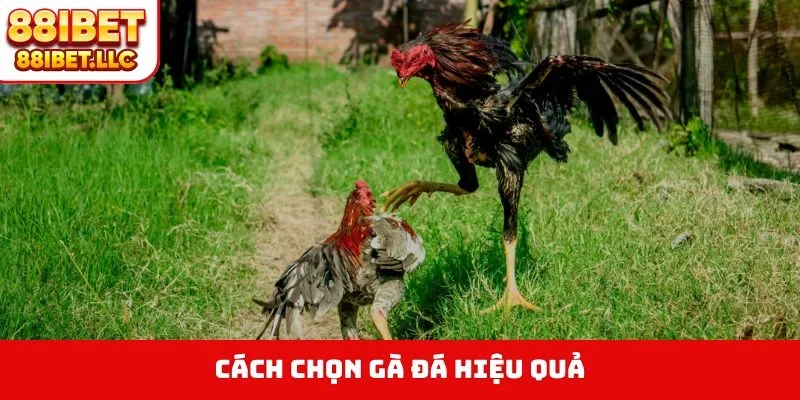 cách chọn gà đá