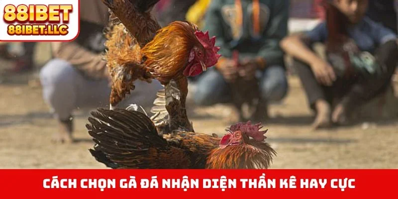 Cách chọn gà đá nhận diện thần kê hay cực