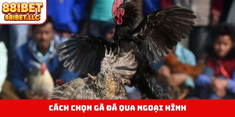 Cách chọn gà đá qua ngoại hình