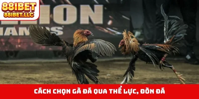 Cách chọn gà đá qua thể lực, đòn đá