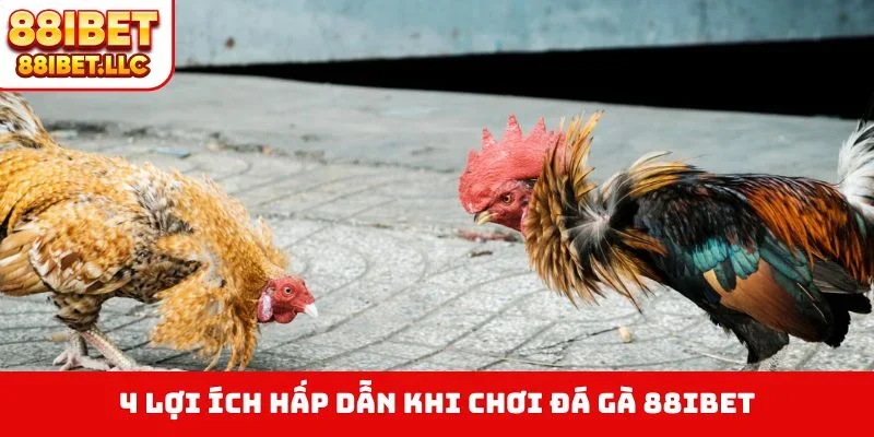 4 lợi ích hấp dẫn khi chơi đá gà 88IBET